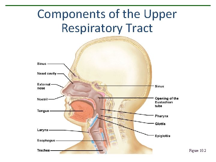 Components of the Upper Respiratory Tract Figure 10. 2 