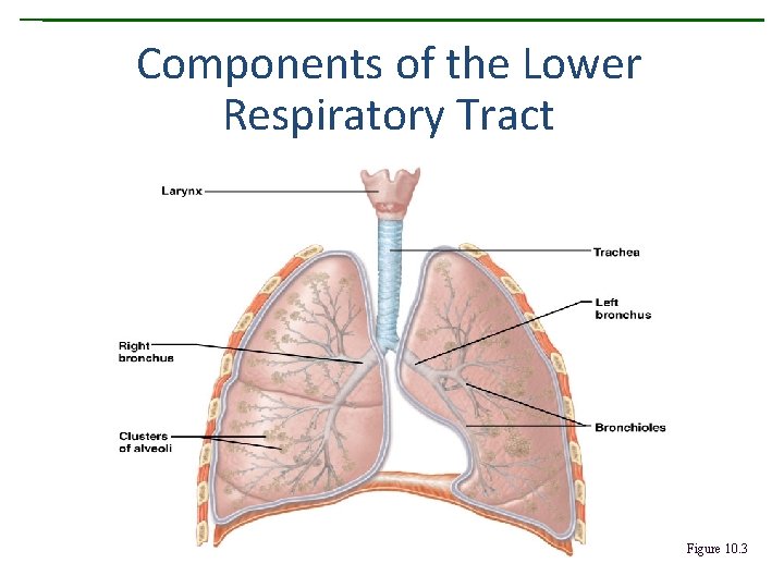Components of the Lower Respiratory Tract Figure 10. 3 