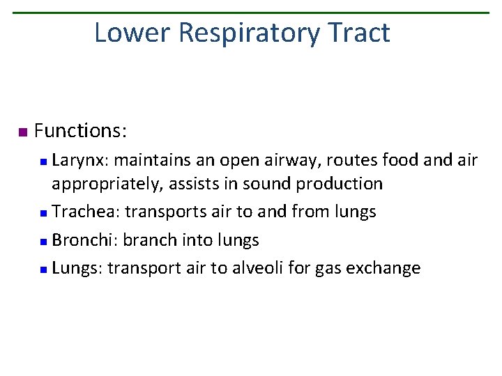 Lower Respiratory Tract n Functions: Larynx: maintains an open airway, routes food and air