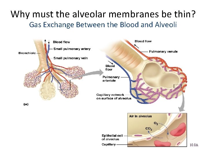 Why must the alveolar membranes be thin? Gas Exchange Between the Blood and Alveoli