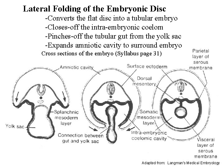 Lateral Folding of the Embryonic Disc -Converts the flat disc into a tubular embryo