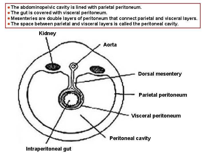  The abdominopelvic cavity is lined with parietal peritoneum. The gut is covered with