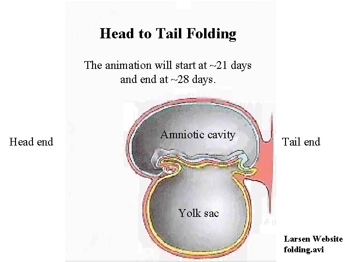 Head to Tail Folding The animation will start at ~21 days and end at