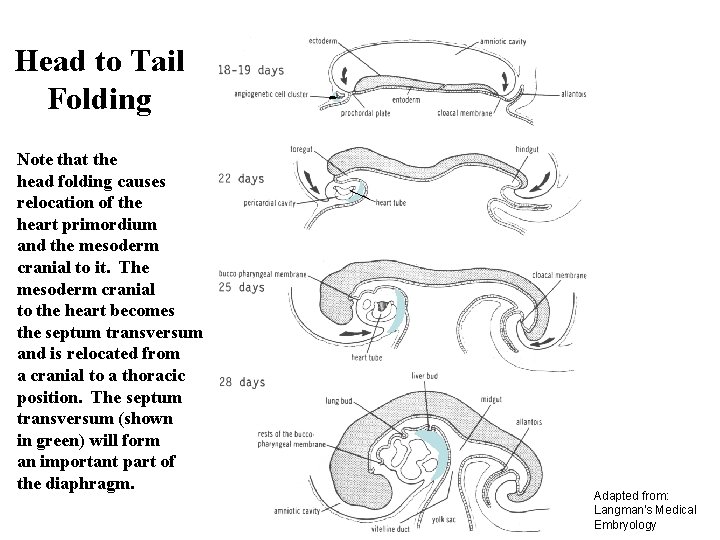 Head to Tail Folding Note that the head folding causes relocation of the heart