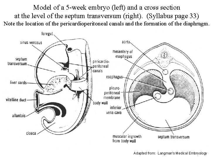 Model of a 5 -week embryo (left) and a cross section at the level