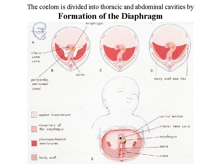 The coelom is divided into thoracic and abdominal cavities by Formation of the Diaphragm