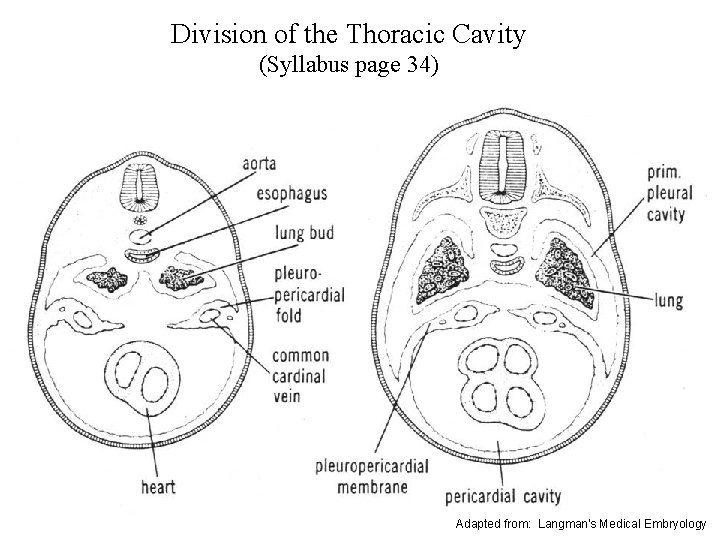 Division of the Thoracic Cavity (Syllabus page 34) Adapted from: Langman's Medical Embryology 