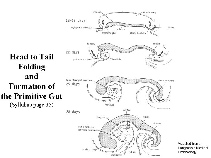 Head to Tail Folding and Formation of the Primitive Gut (Syllabus page 35) Adapted