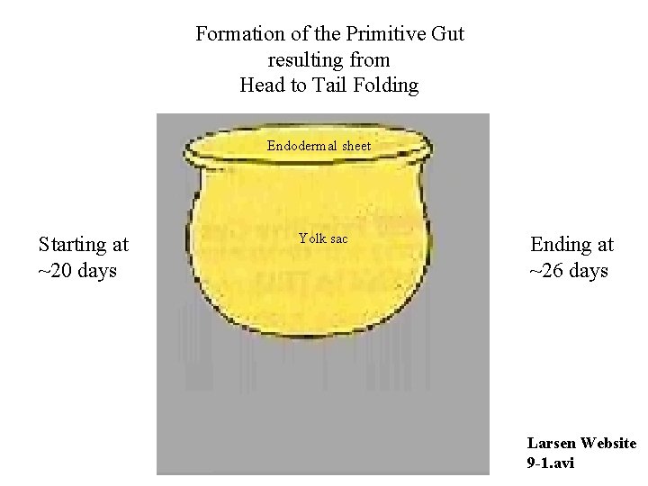 Formation of the Primitive Gut resulting from Head to Tail Folding Endodermal sheet Starting