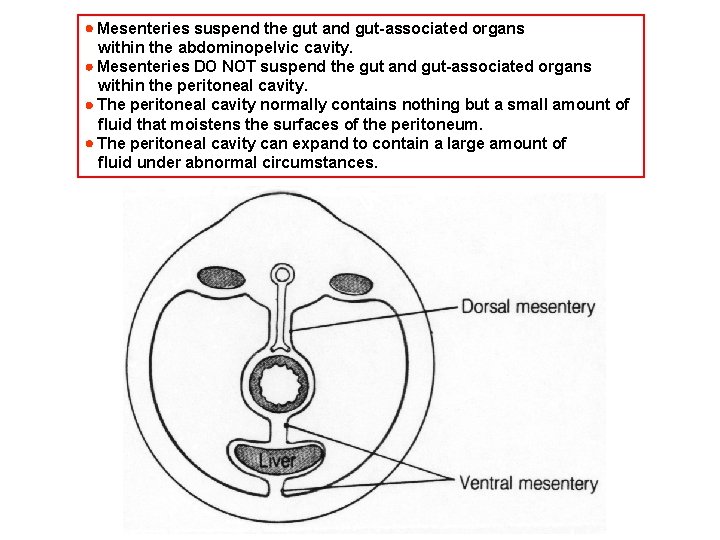  Mesenteries suspend the gut and gut-associated organs within the abdominopelvic cavity. Mesenteries DO