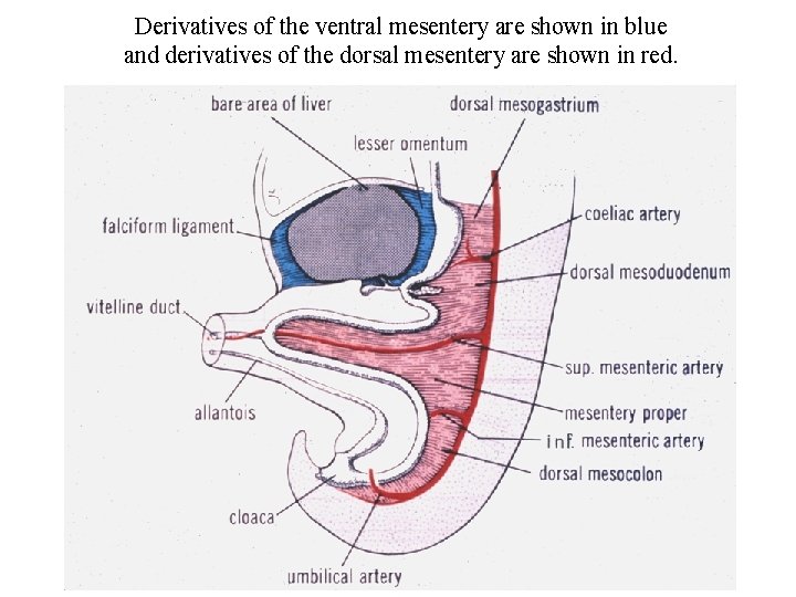 Derivatives of the ventral mesentery are shown in blue and derivatives of the dorsal