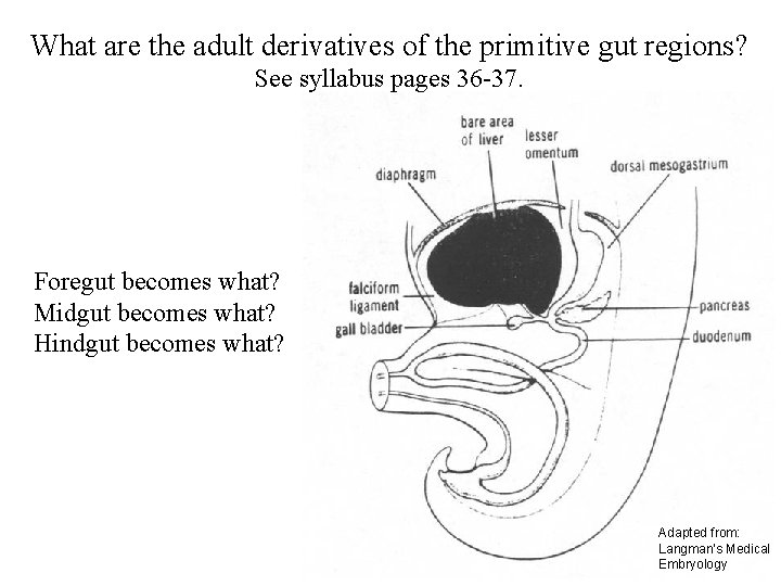 What are the adult derivatives of the primitive gut regions? See syllabus pages 36
