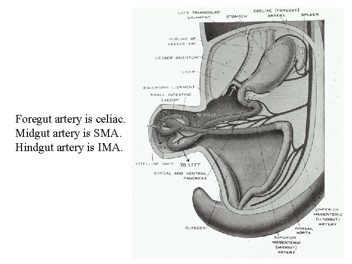 Foregut artery is celiac. Midgut artery is SMA. Hindgut artery is IMA. 