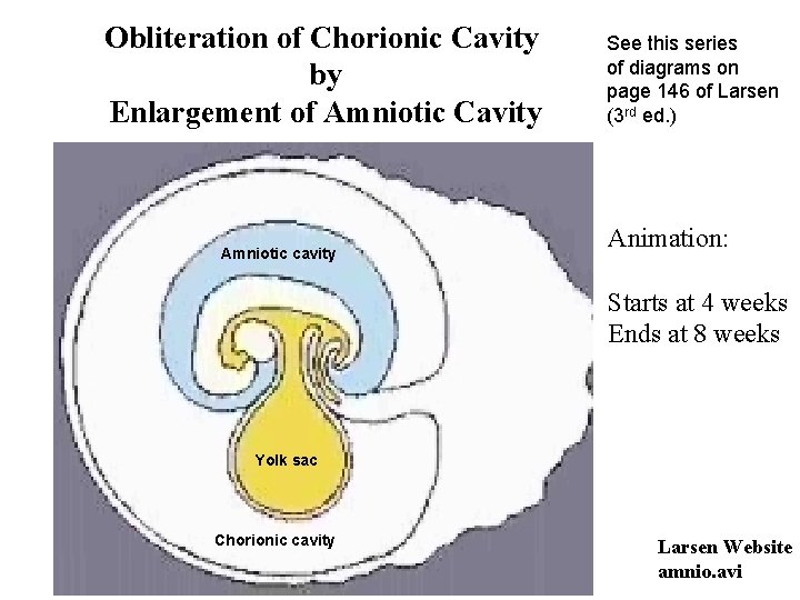 Obliteration of Chorionic Cavity by Enlargement of Amniotic Cavity Amniotic cavity See this series