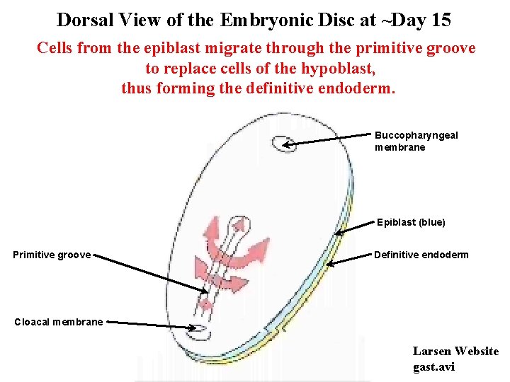 Dorsal View of the Embryonic Disc at ~Day 15 Cells from the epiblast migrate