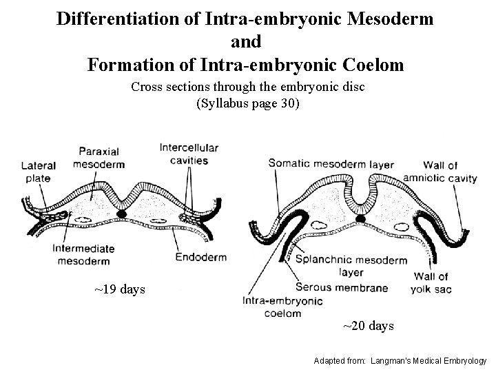 Differentiation of Intra-embryonic Mesoderm and Formation of Intra-embryonic Coelom Cross sections through the embryonic