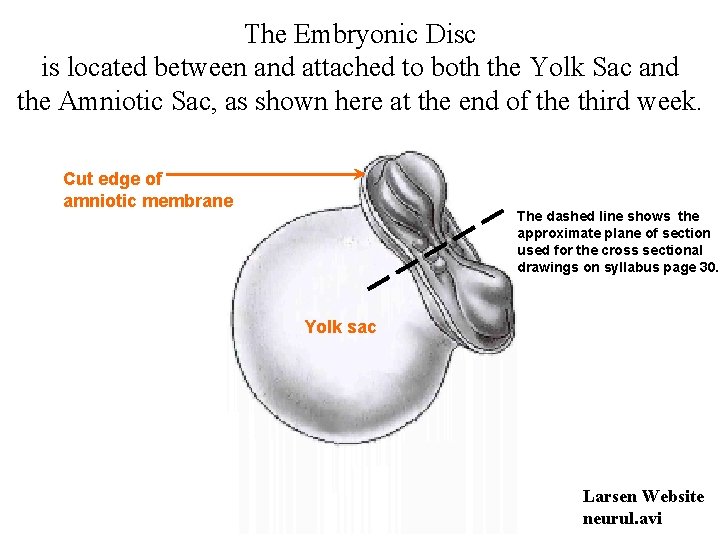 The Embryonic Disc is located between and attached to both the Yolk Sac and