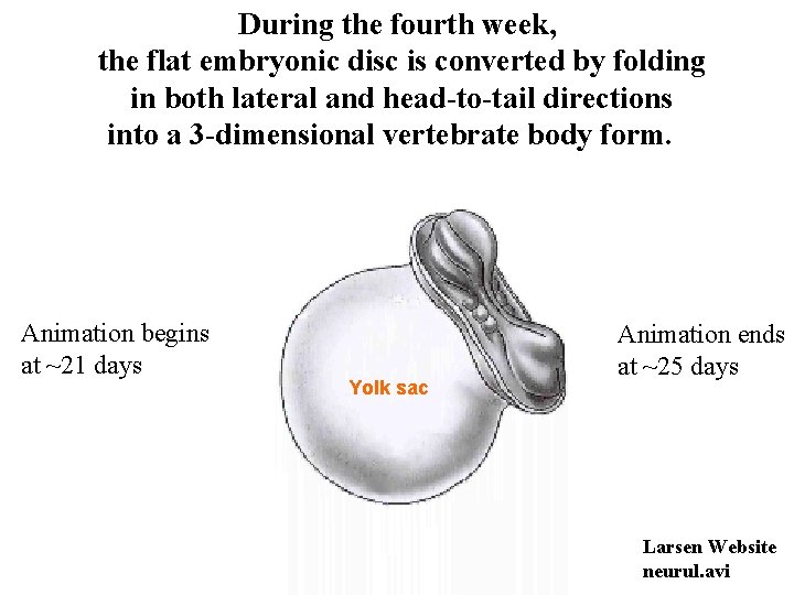 During the fourth week, the flat embryonic disc is converted by folding in both