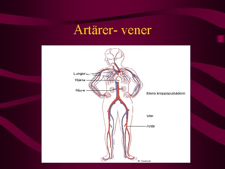 Artärer- vener 