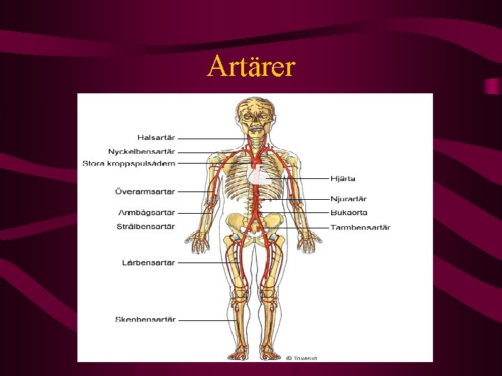 Artärer 