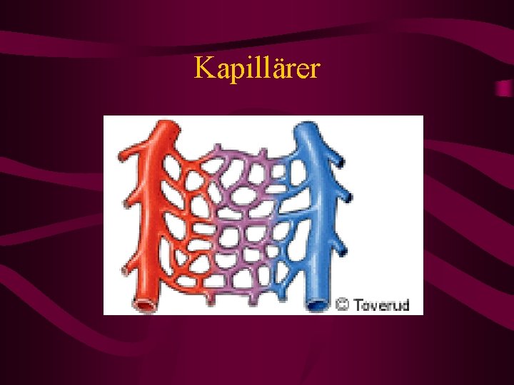 Kapillärer 