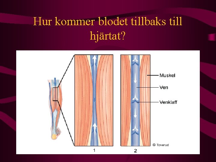 Hur kommer blodet tillbaks till hjärtat? 