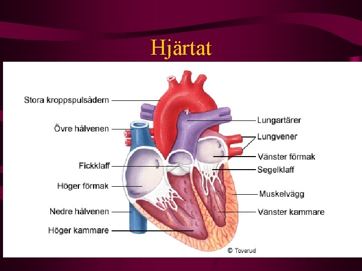 Hjärtat 