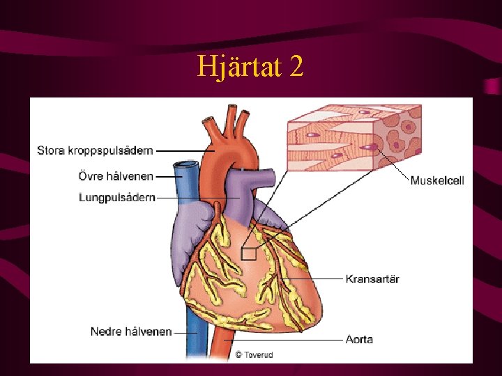 Hjärtat 2 