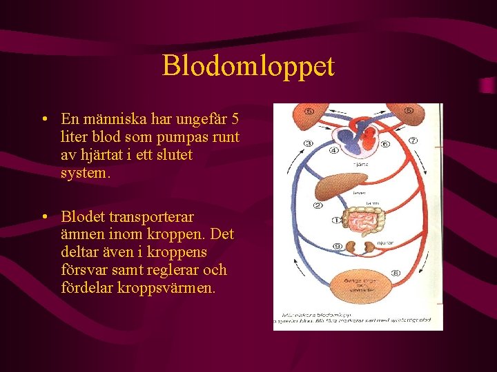 Blodomloppet • En människa har ungefär 5 liter blod som pumpas runt av hjärtat
