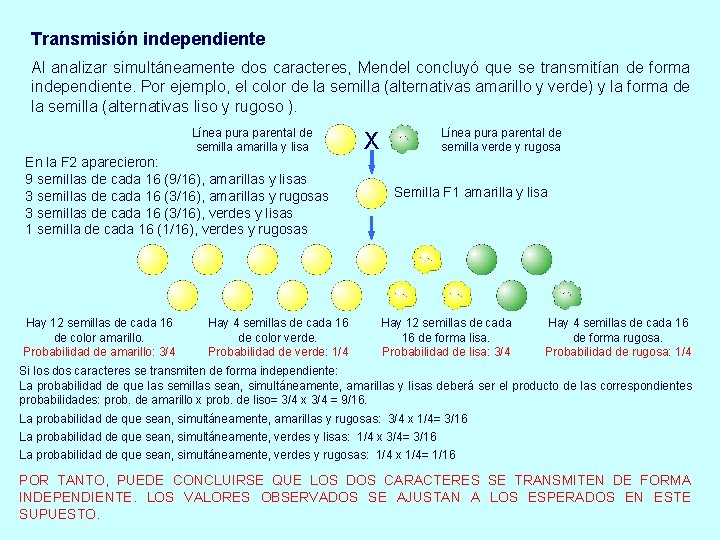 Transmisión independiente Al analizar simultáneamente dos caracteres, Mendel concluyó que se transmitían de forma