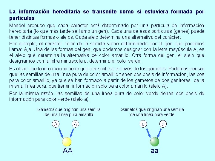 La información hereditaria se transmite como si estuviera formada por partículas Mendel propuso que