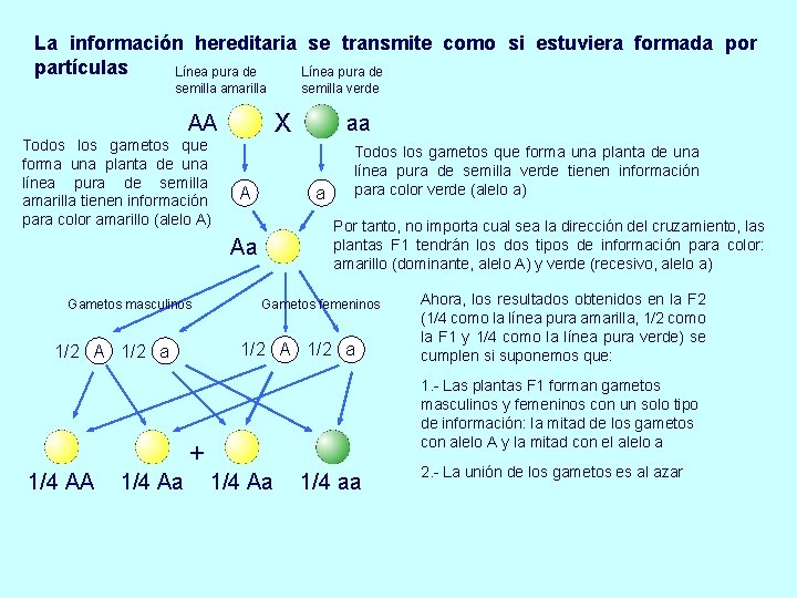 La información hereditaria se transmite como si estuviera formada por partículas Línea pura de