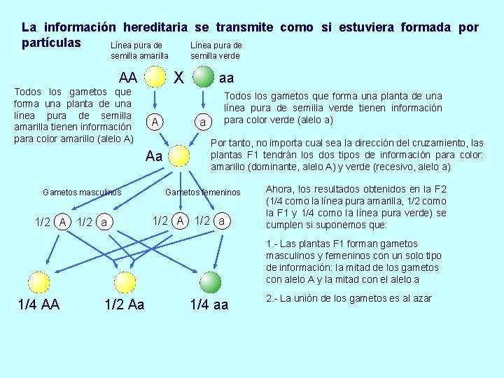 La información hereditaria se transmite como si estuviera formada por partículas Línea pura de