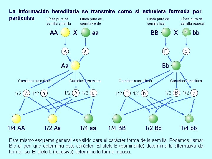La información hereditaria se transmite como si estuviera formada por partículas Línea pura de