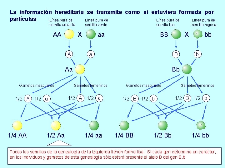 La información hereditaria se transmite como si estuviera formada por partículas Línea pura de