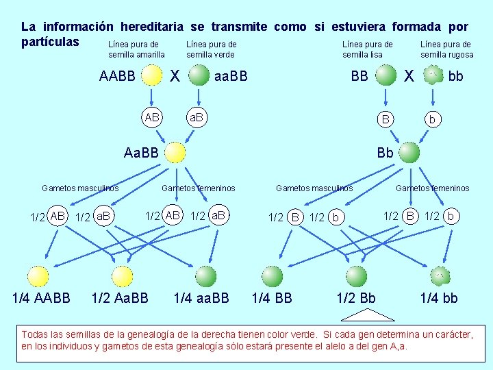 La información hereditaria se transmite como si estuviera formada por partículas Línea pura de