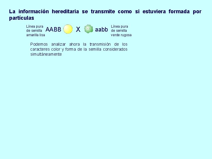 La información hereditaria se transmite como si estuviera formada por partículas Línea pura de