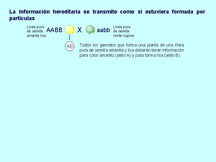 La información hereditaria se transmite como si estuviera formada por partículas Línea pura de