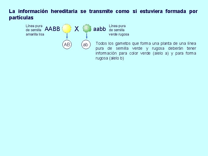 La información hereditaria se transmite como si estuviera formada por partículas Línea pura de