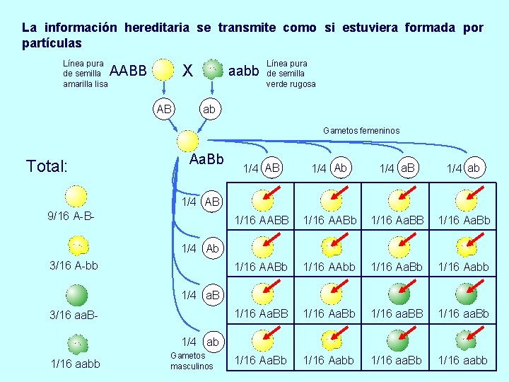 La información hereditaria se transmite como si estuviera formada por partículas Línea pura de