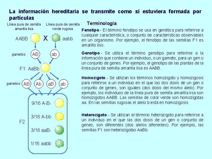 La información hereditaria se transmite como si estuviera formada por partículas Línea pura de