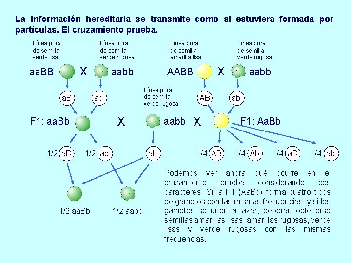 La información hereditaria se transmite como si estuviera formada por partículas. El cruzamiento prueba.