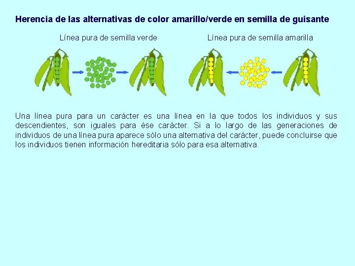 Herencia de las alternativas de color amarillo/verde en semilla de guisante Línea pura de