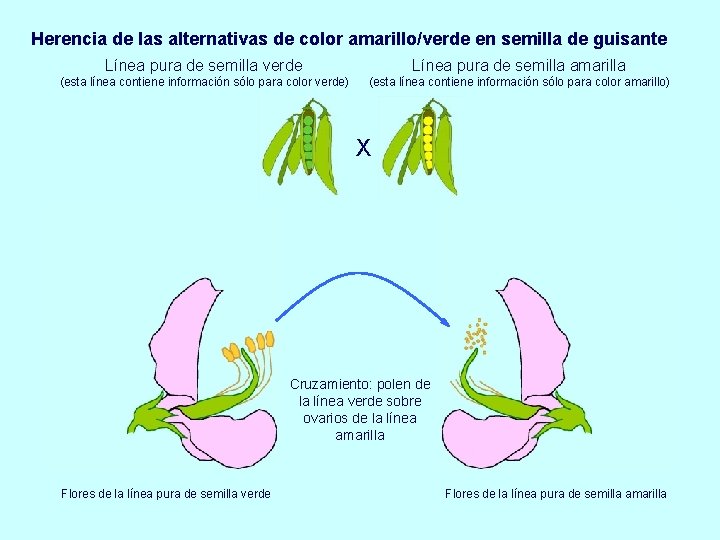 Herencia de las alternativas de color amarillo/verde en semilla de guisante Línea pura de