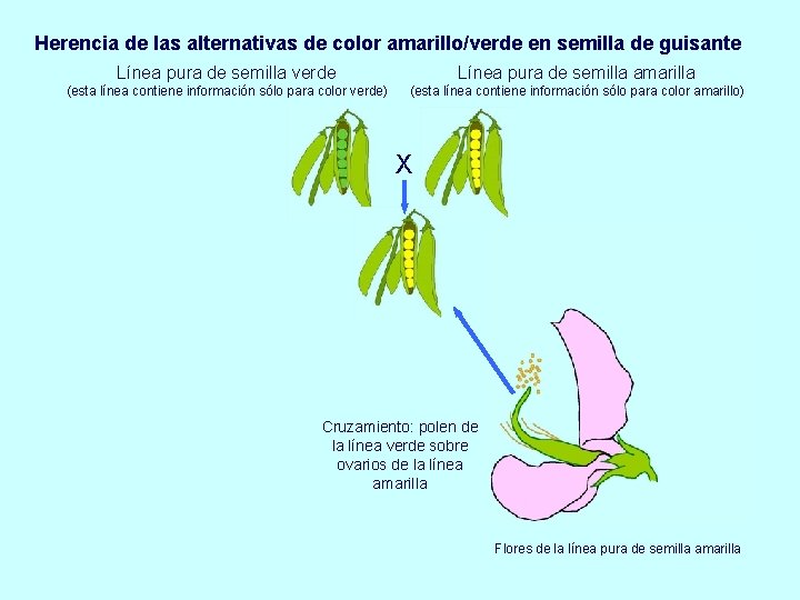 Herencia de las alternativas de color amarillo/verde en semilla de guisante Línea pura de