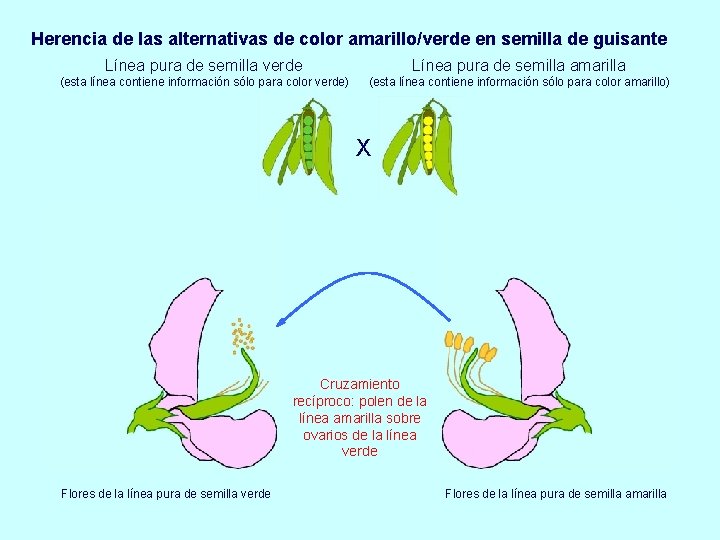Herencia de las alternativas de color amarillo/verde en semilla de guisante Línea pura de