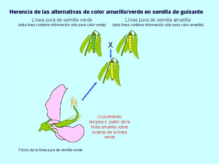 Herencia de las alternativas de color amarillo/verde en semilla de guisante Línea pura de