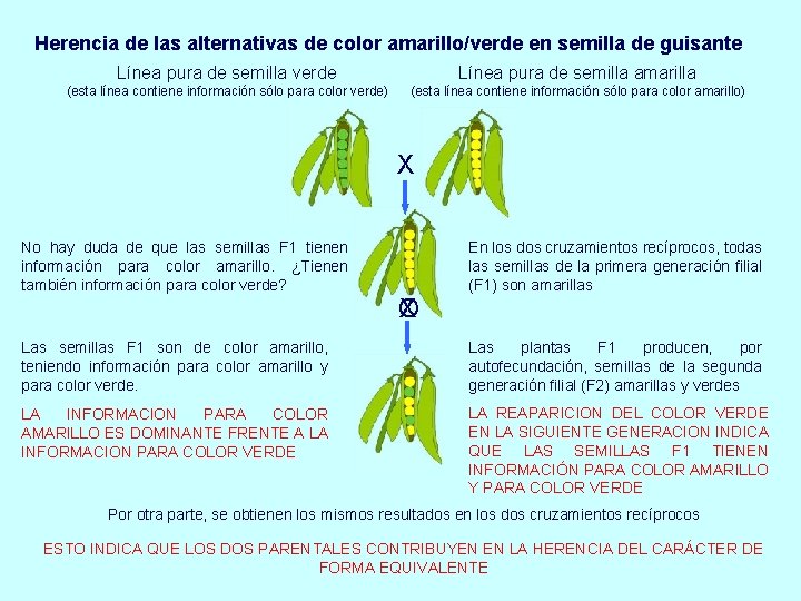 Herencia de las alternativas de color amarillo/verde en semilla de guisante Línea pura de