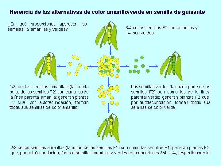 Herencia de las alternativas de color amarillo/verde en semilla de guisante ¿En qué proporciones