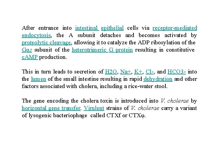 After entrance into intestinal epithelial cells via receptor-mediated endocytosis, the A subunit detaches and